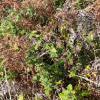 Balm-leaved figwort (Scrophularia scorodonia), Gugh (Photo: © D Grundy)