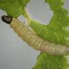 Nothris congressariella larva (Photo: © R J Heckford)