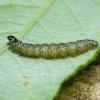 Anacampsis populella larva (Photo: © O Wadsworth)