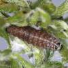 Aproaerema suecicella larva, Cornwall, 2015 (Photo: © R J Heckford)