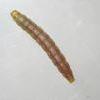 Carpatolechia alburnella larva (Photo: © B Smart)