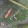 Scrobipalpa acuminatella larvae (Photo: © B Smart)