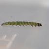 Anacampsis blattariella larva (Photo: © B Smart)