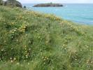Aproaerema anthyllidella habitat and foodplant (Anthyllis vulneraria) Cornwall 2026 (Photo © S Palmer)