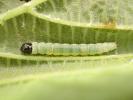 Hypatima rhomboidella larva Corylus June 2026 (Photo S Palmer)