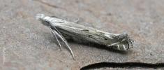 Isophrictis anthemidella (m) 180625 Shottisham VC25 (Photo: © P Kitchener)