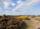 Mirificarma mulinella habitat Forvie, Aberdeenshire 2026 (Photo: © J Young)