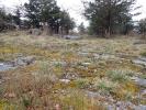 crobipalpa artemisiella habitat Gait Barrows NNR March 2026 (Photo: © S Palmer)