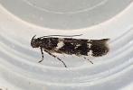 Caryocolum vicinella Cornwall ex L. on Silene uniflora 13.5.2026 emerged 25.6.26 (Photo © S Palmer)