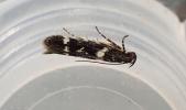 Caryocolum vicinella Cornwall ex L. on Silene uniflora 13.5.2026 emerged 25.6.26 (Photo © S Palmer)
