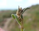Caryocolum vicinella feeding signs Silene uniflora Cornwall 2026 (Photo © S Palmer)