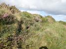 Caryocolum vicinella habitat close up Cornwall 2026 (Photo © S Palmer)