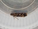 Caryocolum viscariella Cornwall ex L. Silene dioica 14.5.2026 emerged 20.6.26 (Photo © S Palmer)