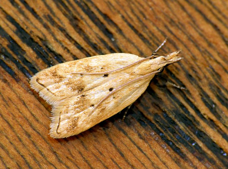 Acompsia schmidtiellus Acompsia schmidtiellus