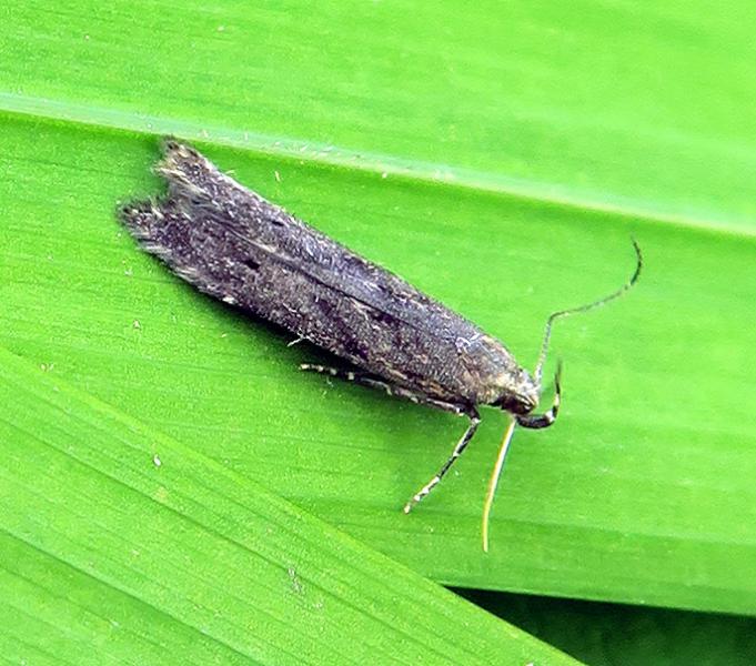 Monochroa hornigi Monochroa hornigi