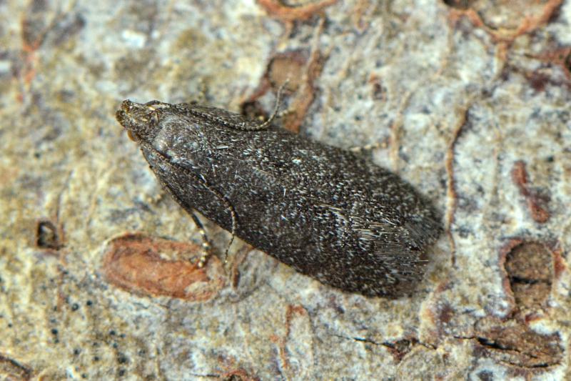 Athrips rancidella Athrips rancidella