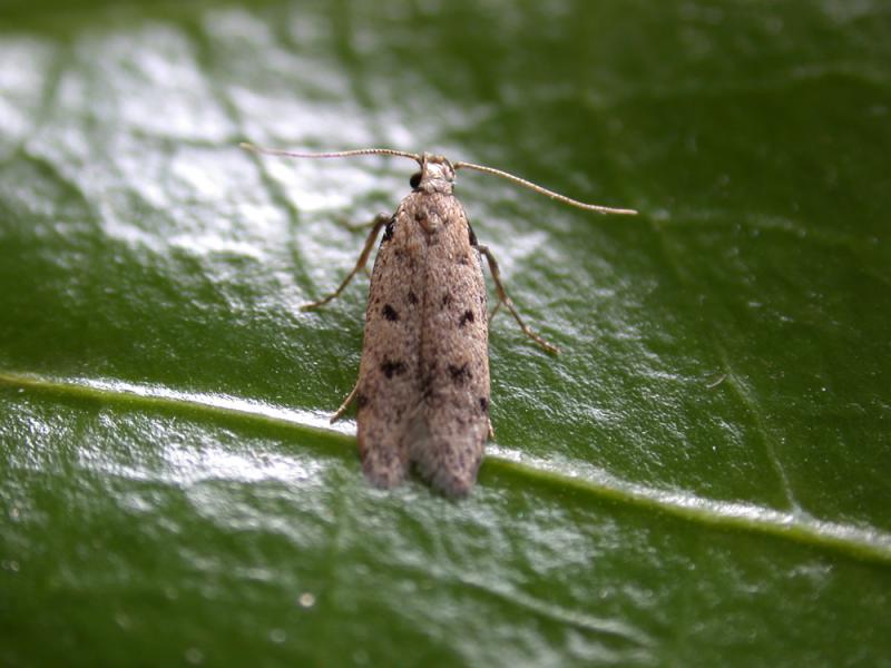Gelechia rhombella Gelechia rhombella
