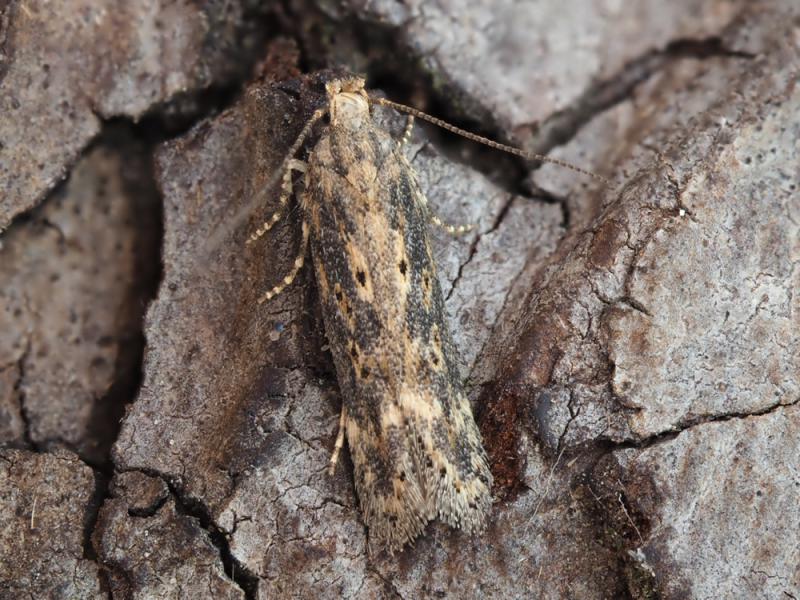 Scrobipalpa ocellatella Scrobipalpa ocellatella