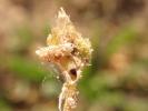 35.128 Caryocolum alsinella larva on Cerastium semidecandrum, Glamorganshire 2023 (Photo: © G Tordoff)