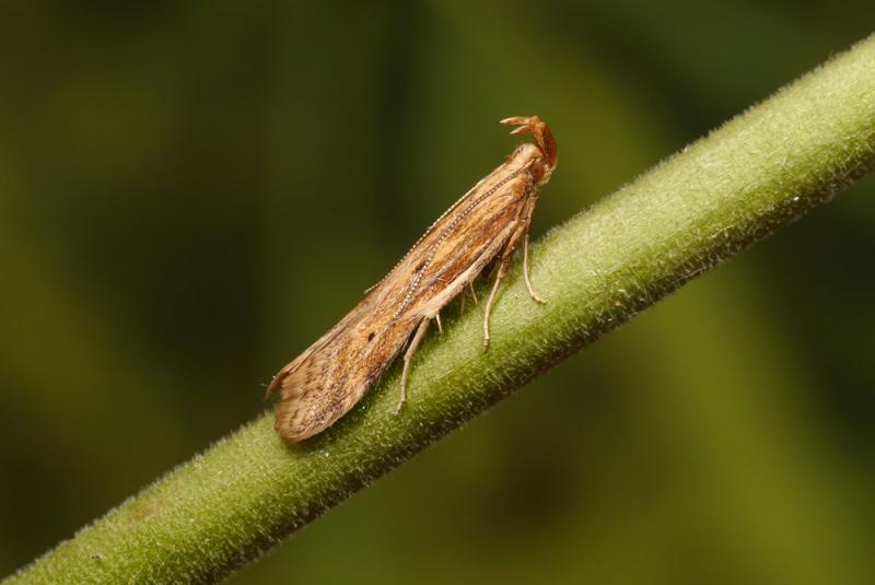 Metzneria lappella Metzneria lappella