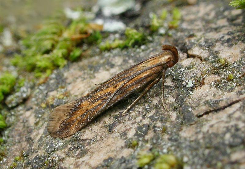 Metzneria metzneriella Metzneria metzneriella