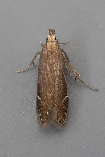Monochroa cytisella Monochroa cytisella