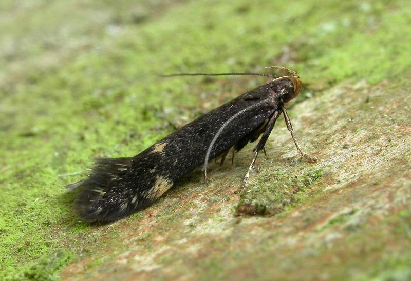 Oxypteryx atrella Oxypteryx atrella