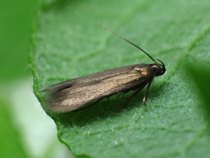 Oxypteryx unicolorella Oxypteryx unicolorella