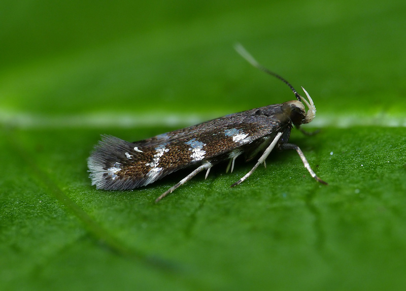 Oxypteryx wilkella Oxypteryx wilkella
