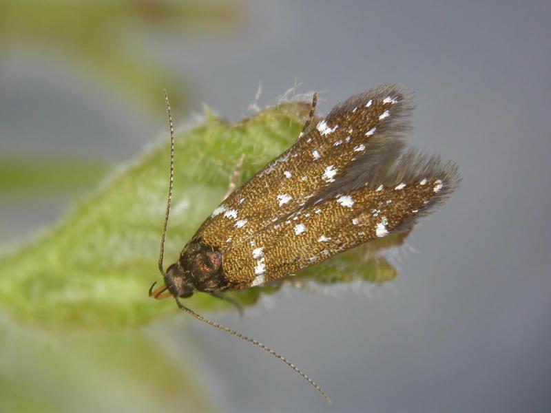 Argolamprotes micella Argolamprotes micella