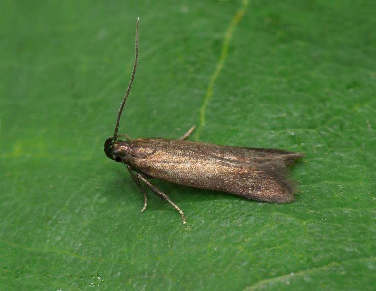Monochroa tenebrella Monochroa tenebrella