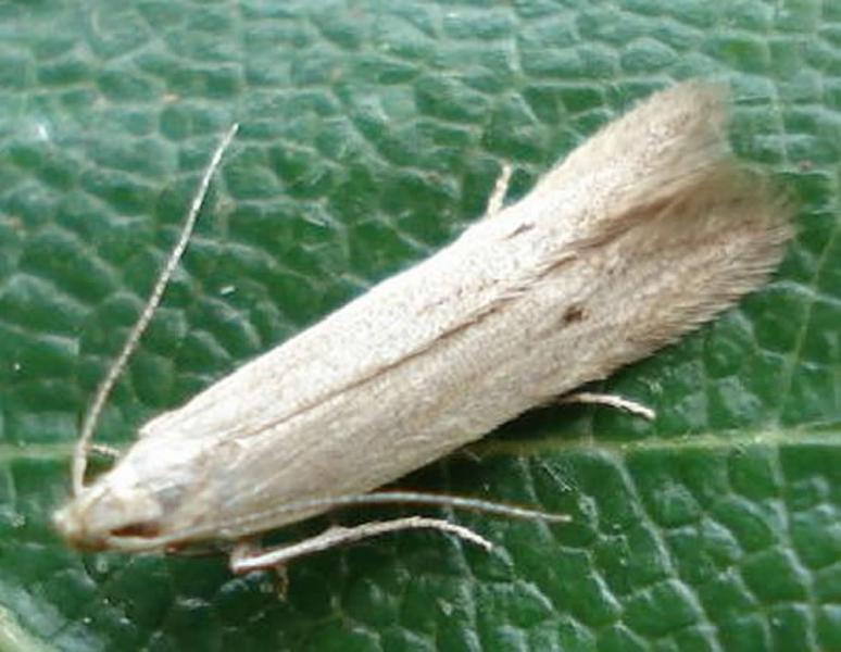 Monochroa suffusella Monochroa suffusella