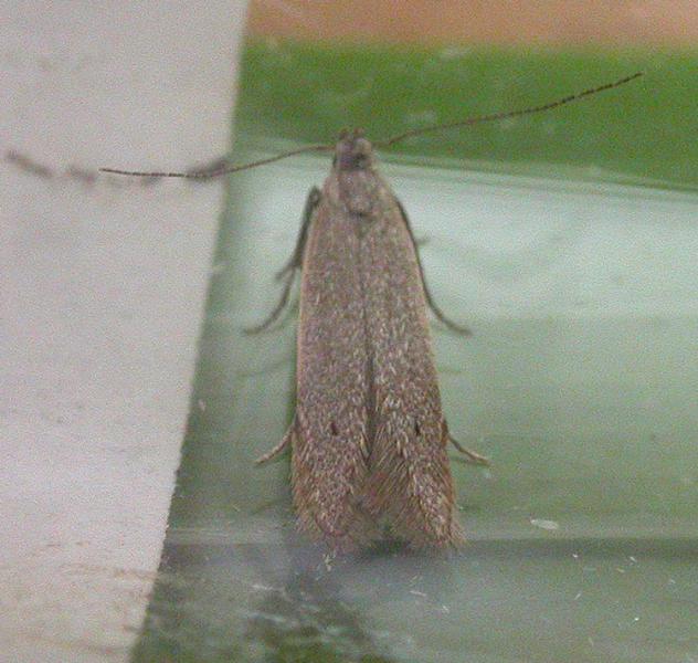 Monochroa moyses Monochroa moyses