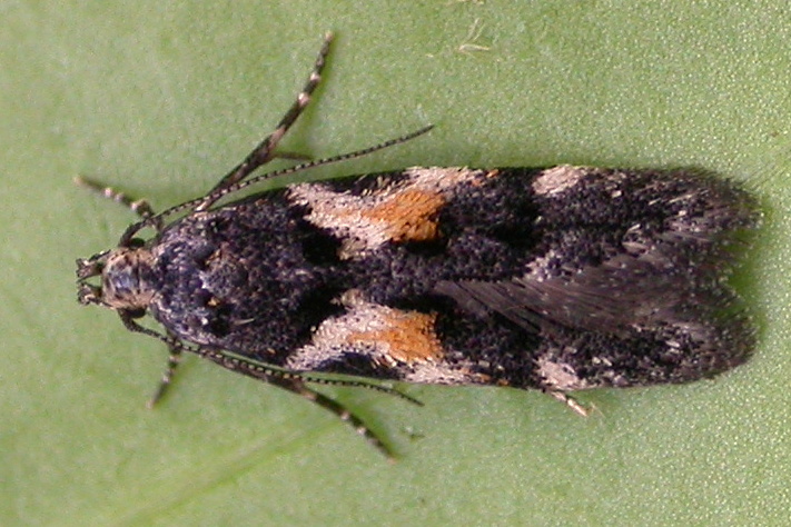 Teleiodes luculella Teleiodes luculella