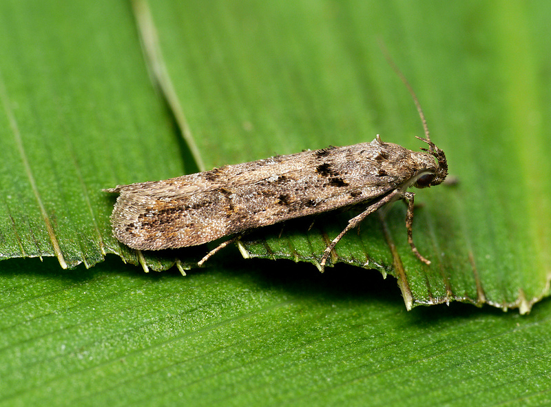 Teleiopsis diffinis Teleiopsis diffinis