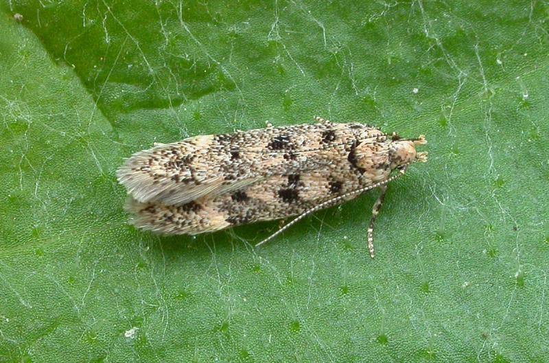 Bryotropha domestica Bryotropha domestica
