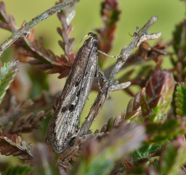 Neofaculta ericetella Neofaculta ericetella