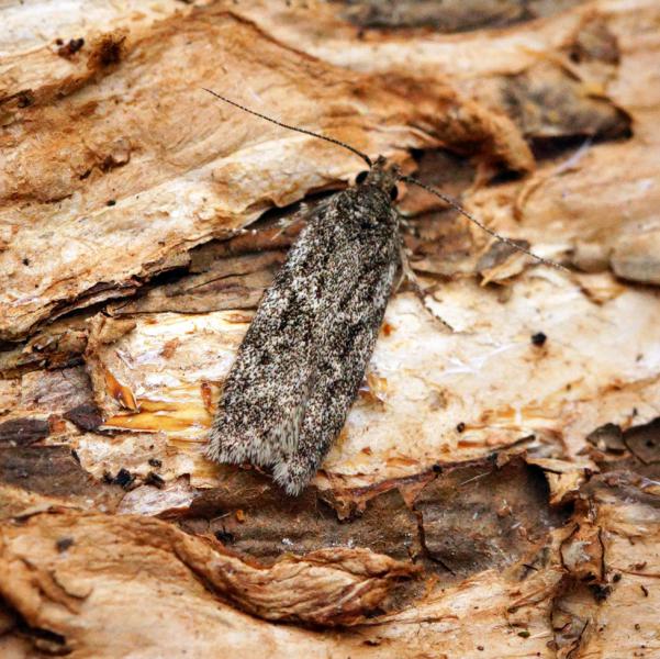 Gelechia muscosella Gelechia muscosella