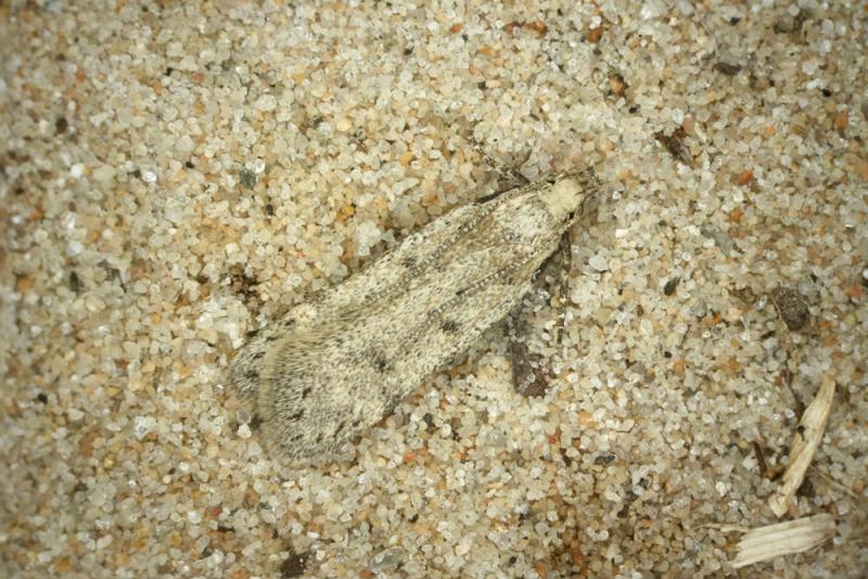 Gelechia hippophaella Gelechia hippophaella