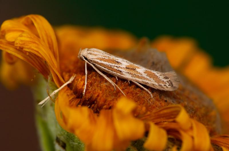 Ptocheuusa paupella Ptocheuusa paupella
