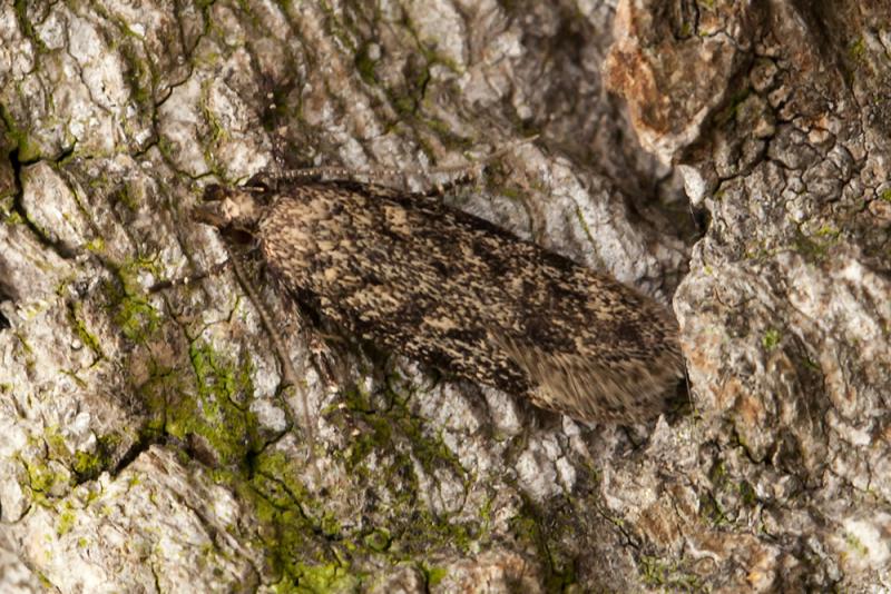 Gelechia turpella Gelechia turpella