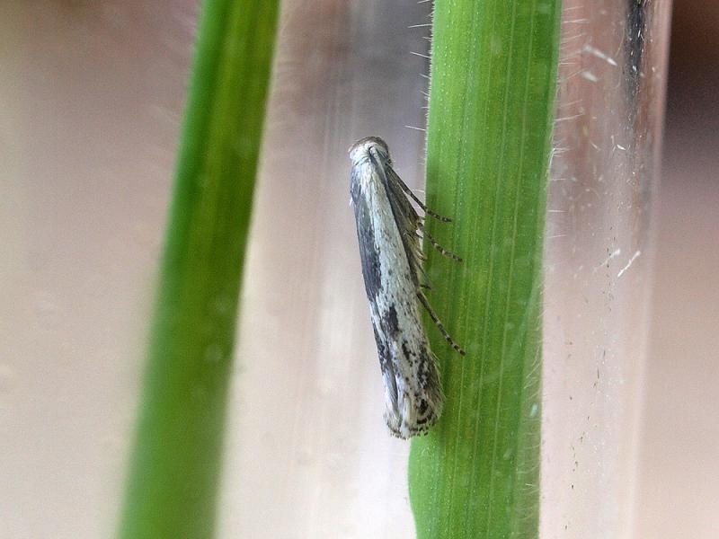 Thiotricha subocellea Thiotricha subocellea