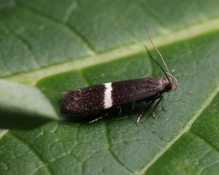 Aproaerema larseniella Aproaerema larseniella