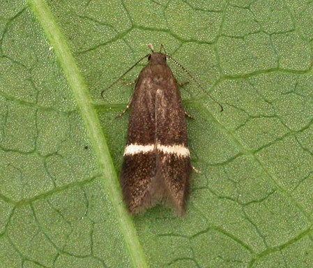 Aproaerema cinctella Aproaerema cinctella