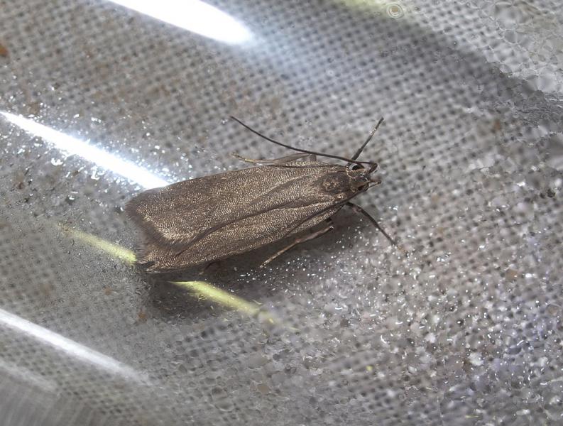 Acompsia cinerella Acompsia cinerella