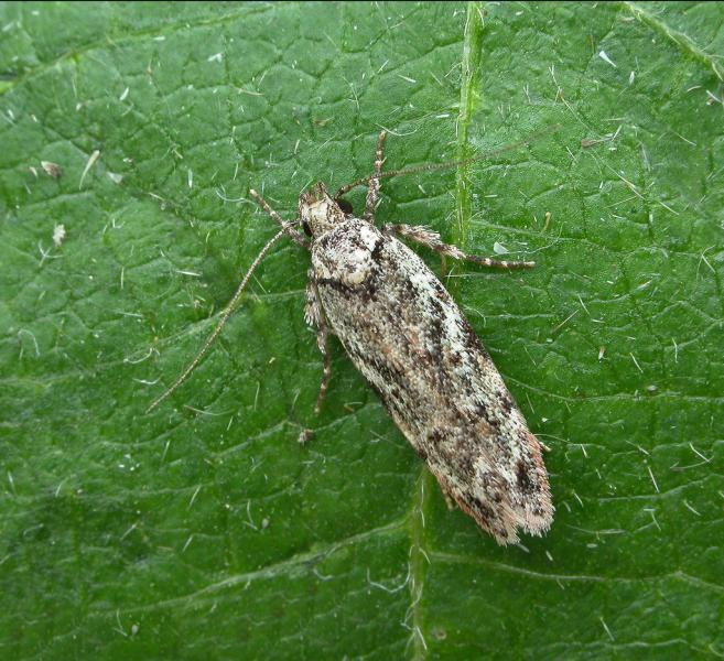 Psoricoptera gibbosella Psoricoptera gibbosella