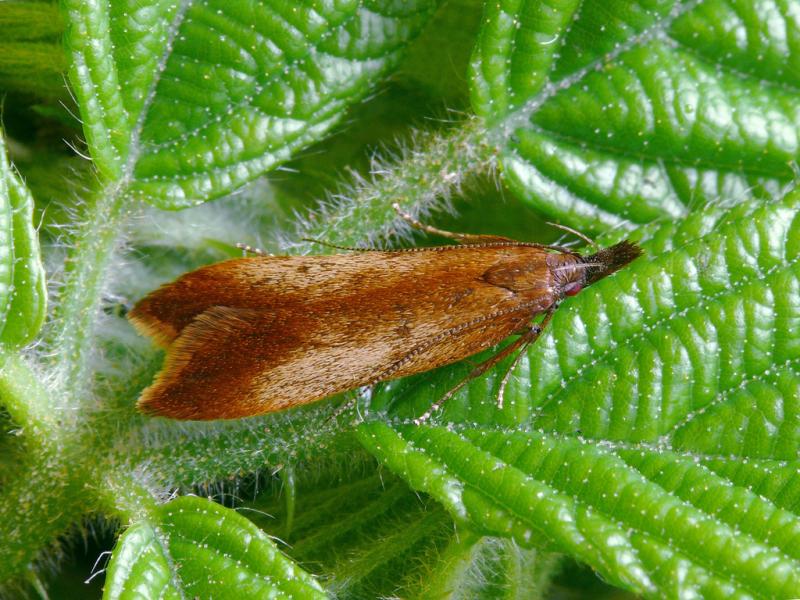 Dichomeris ustalella Dichomeris ustalella