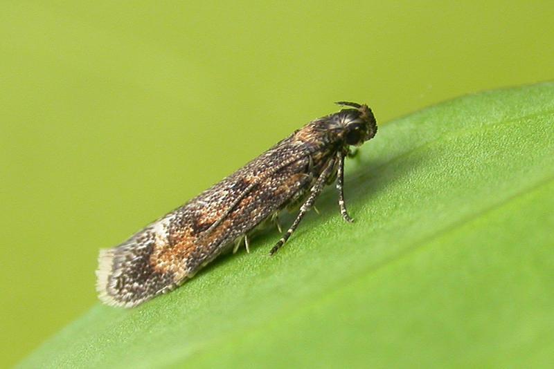 Caryocolum viscariella Caryocolum viscariella