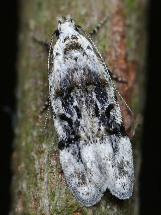 Altenia scriptella