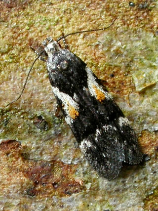 Teleiodes luculella